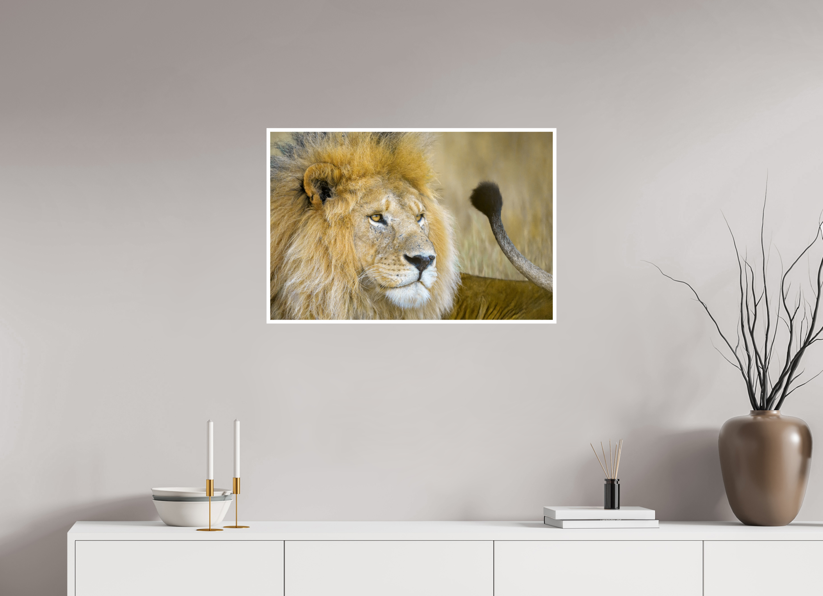 Main image Male Lion Flicking Its Tail