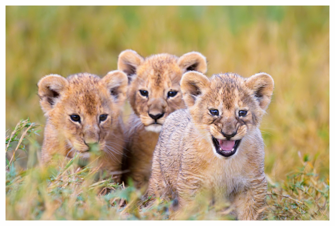 Main image Lion Cubs on the move in Tanzania