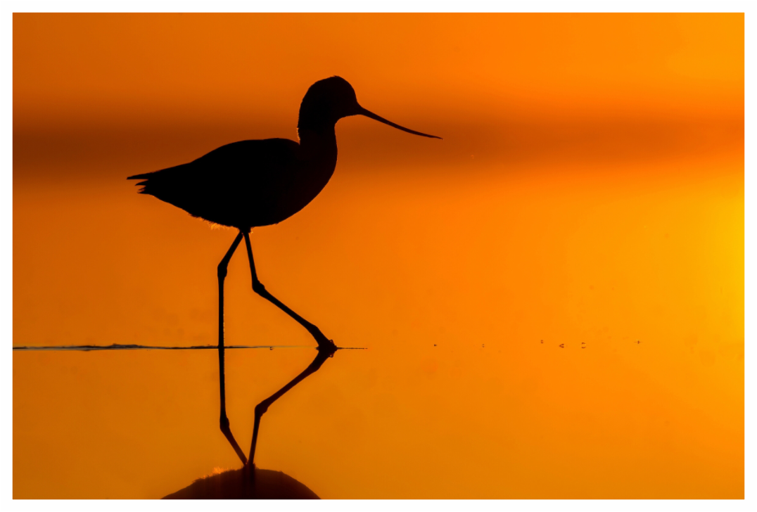 Main image Silhouette of American Avocet on Great Salt Lake