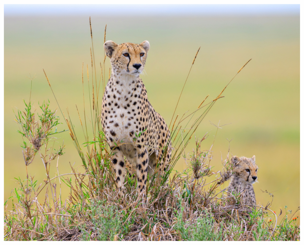 Main image Cheetah and Cub on Alert in Tanzania