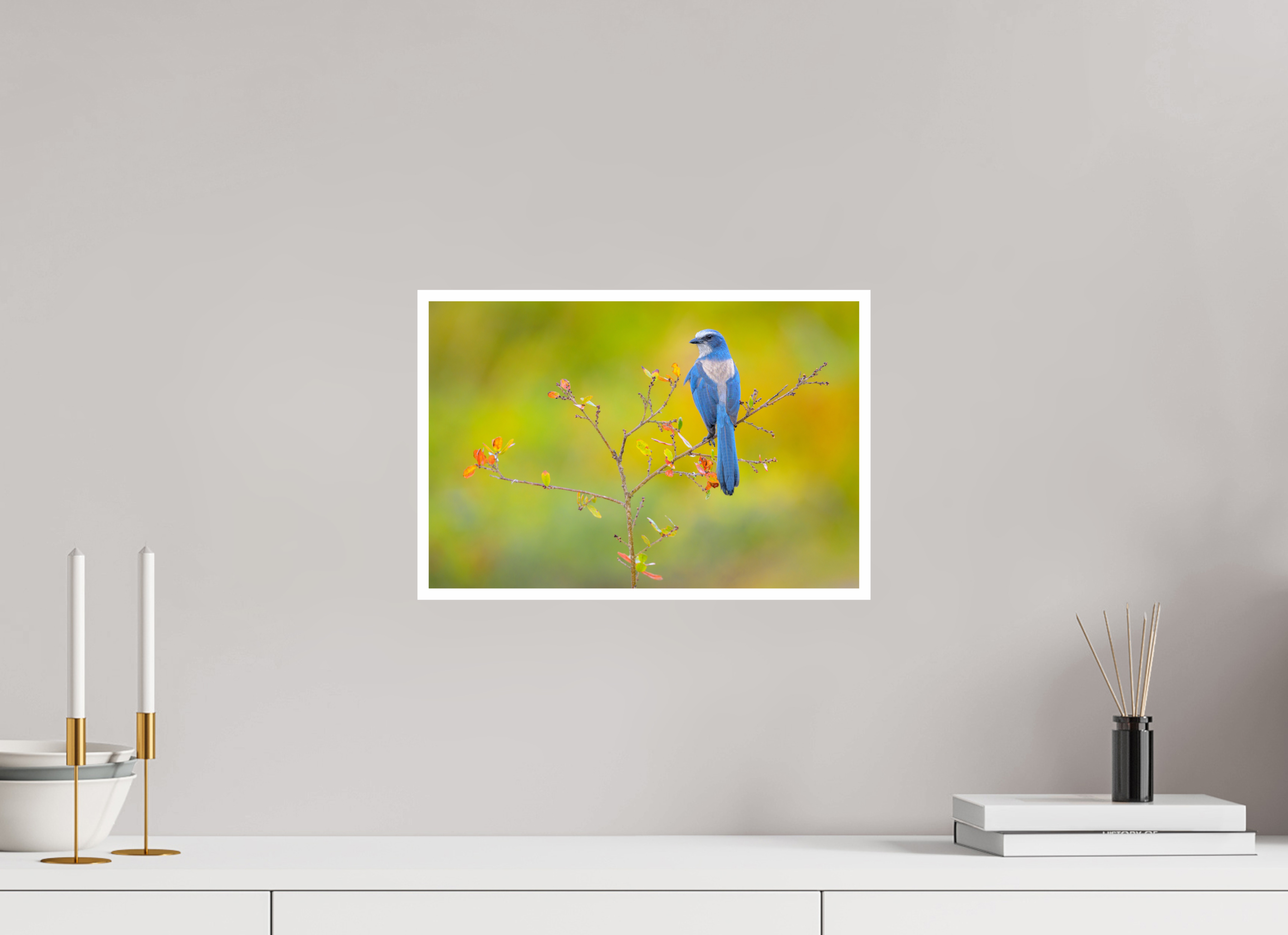 Main image Florida Scrub Jay Portrait