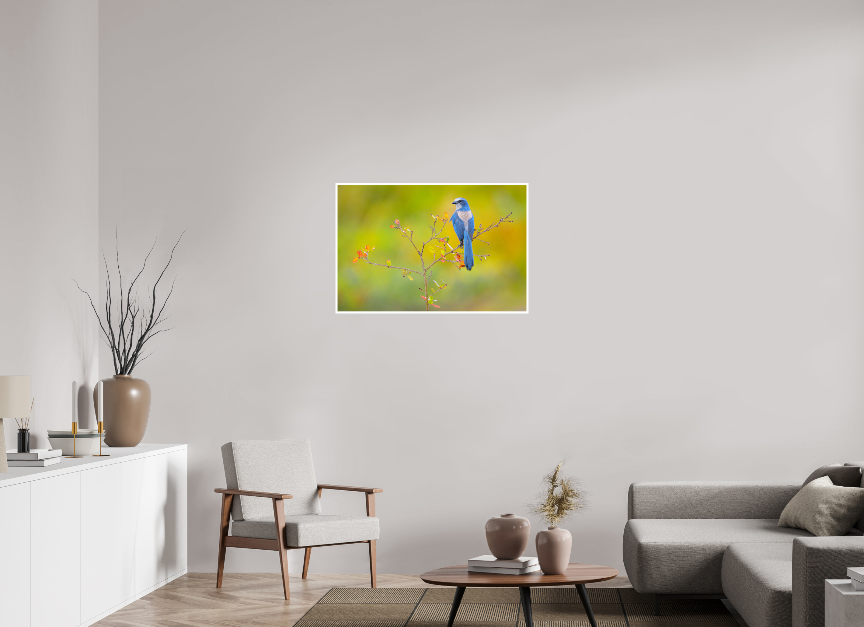 36 x 24″, Hahnemuhle FineArt Baryta Florida Scrub Jay Portrait