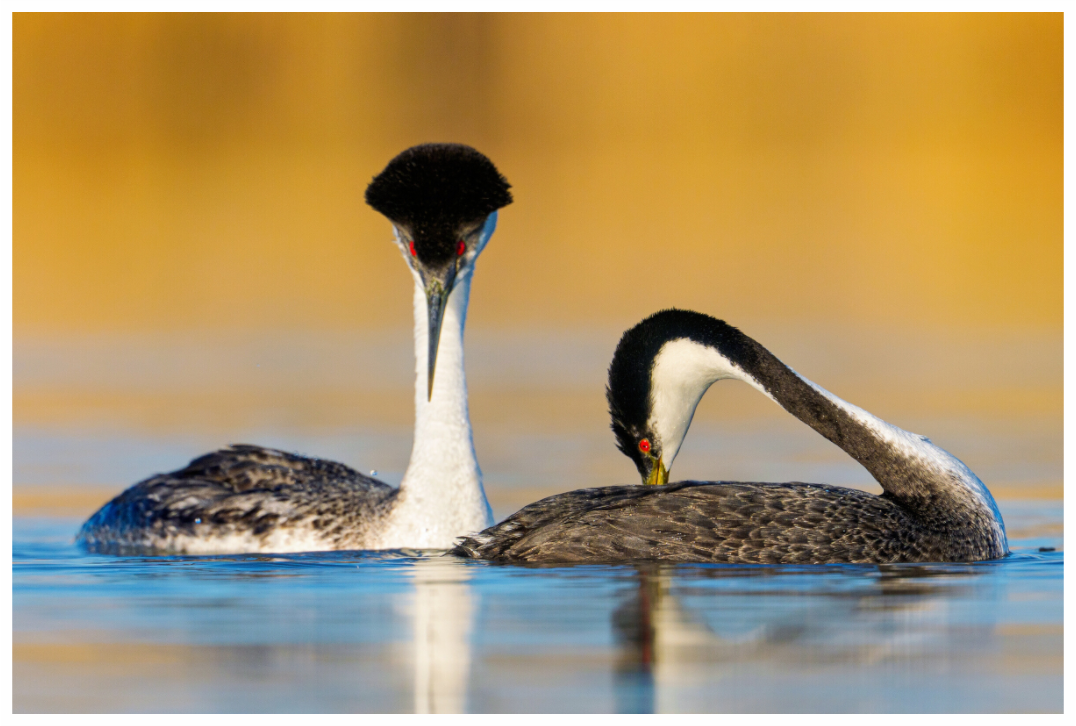 Main image Pair of Western Grebes in Courtship
