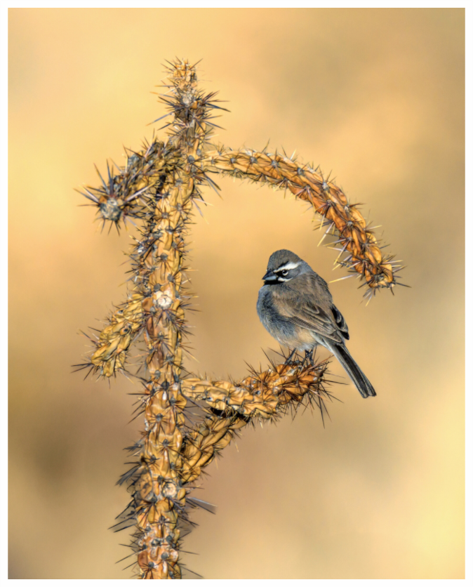 Main image Black-throated Sparrow on Cholla Cactus