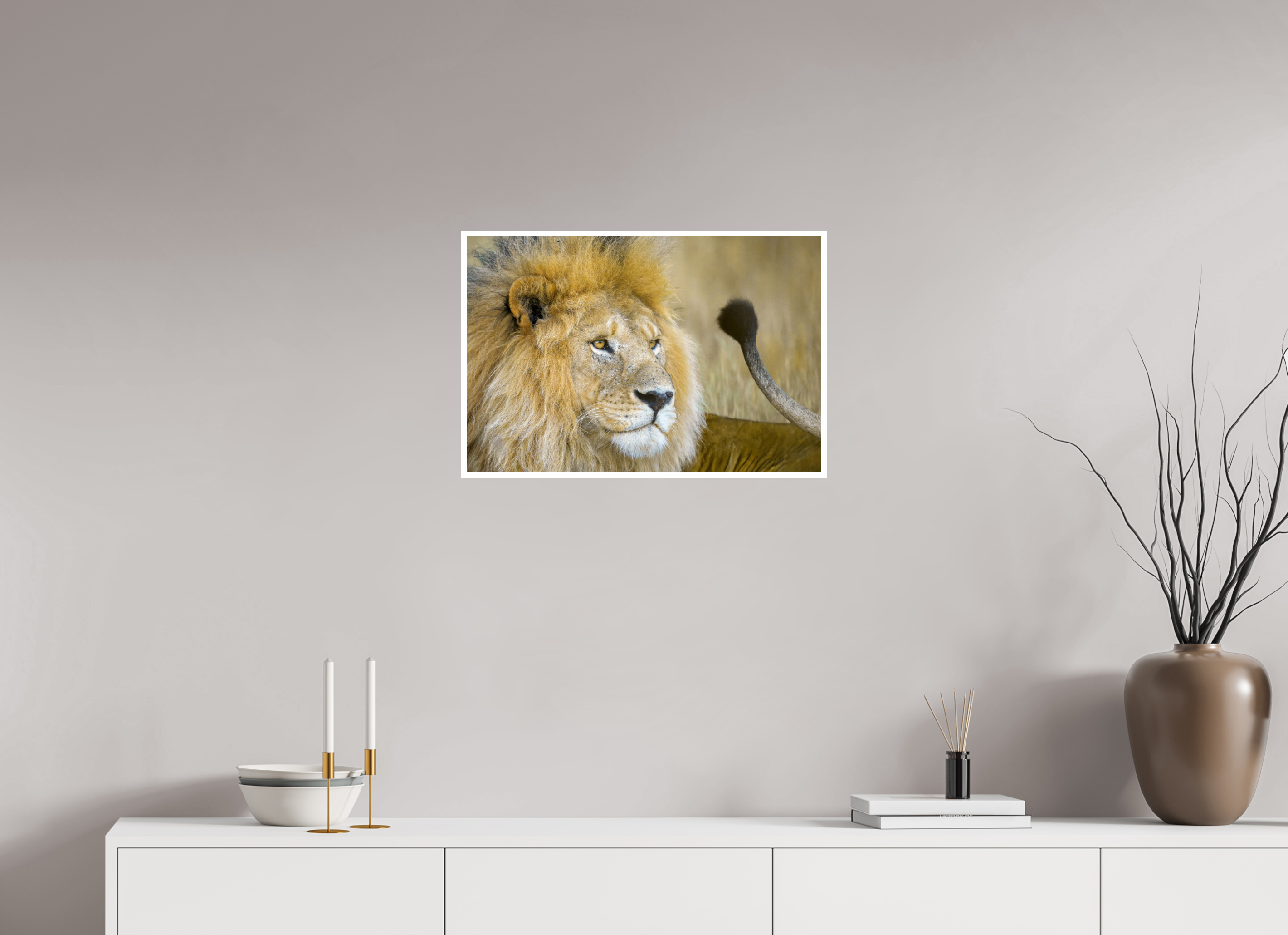 24 x 16″, Hahnemuhle FineArt Baryta Male Lion Flicking Its Tail