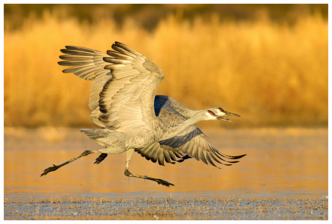 Main image Sandhill Cranes Liftoff at Bosque del Apache